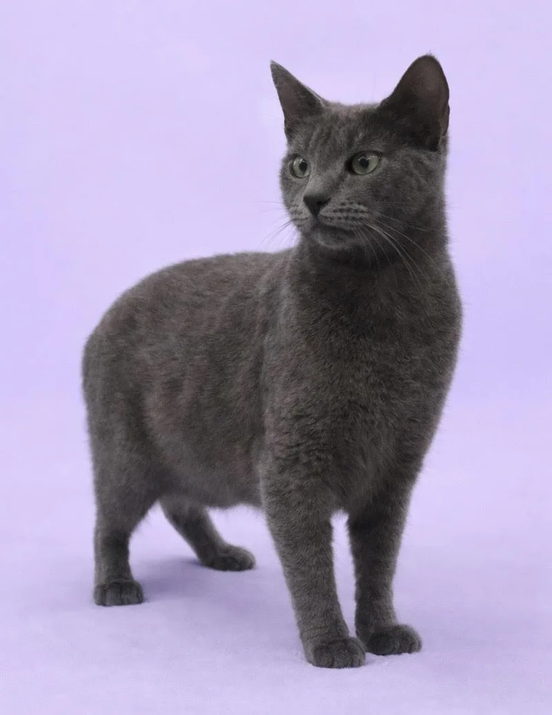 An adult medium-sized female Gray / Blue / Silver Domestic Short Hair cat named Latte for adoption in Waldorf, MD