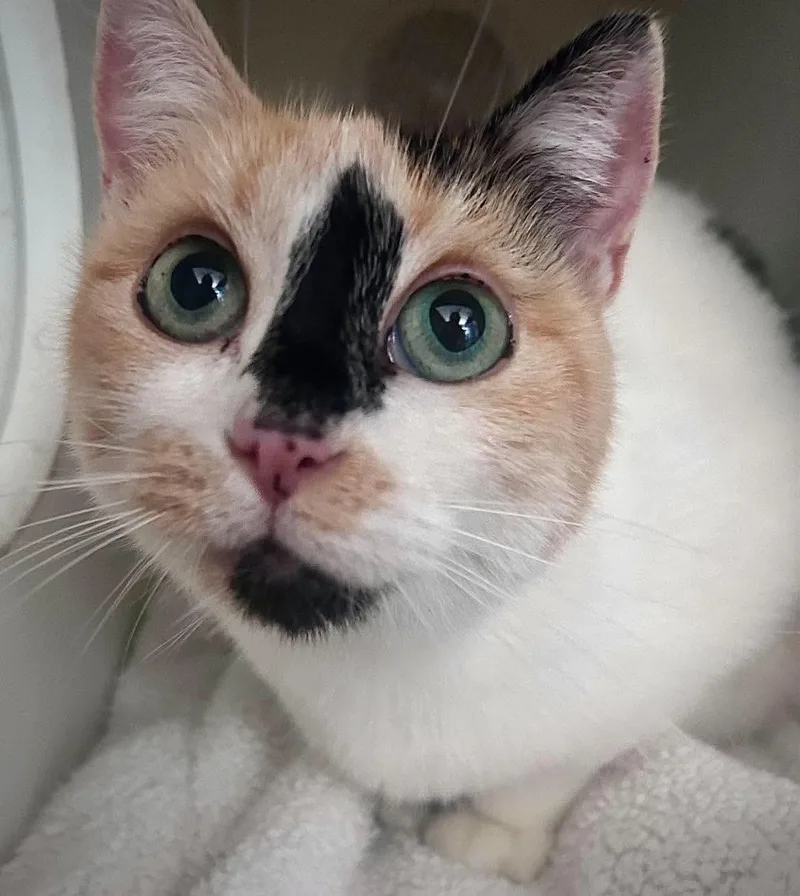 An adult medium-sized female Domestic Short Hair cat named Fritter for adoption in Gettysburg, PA