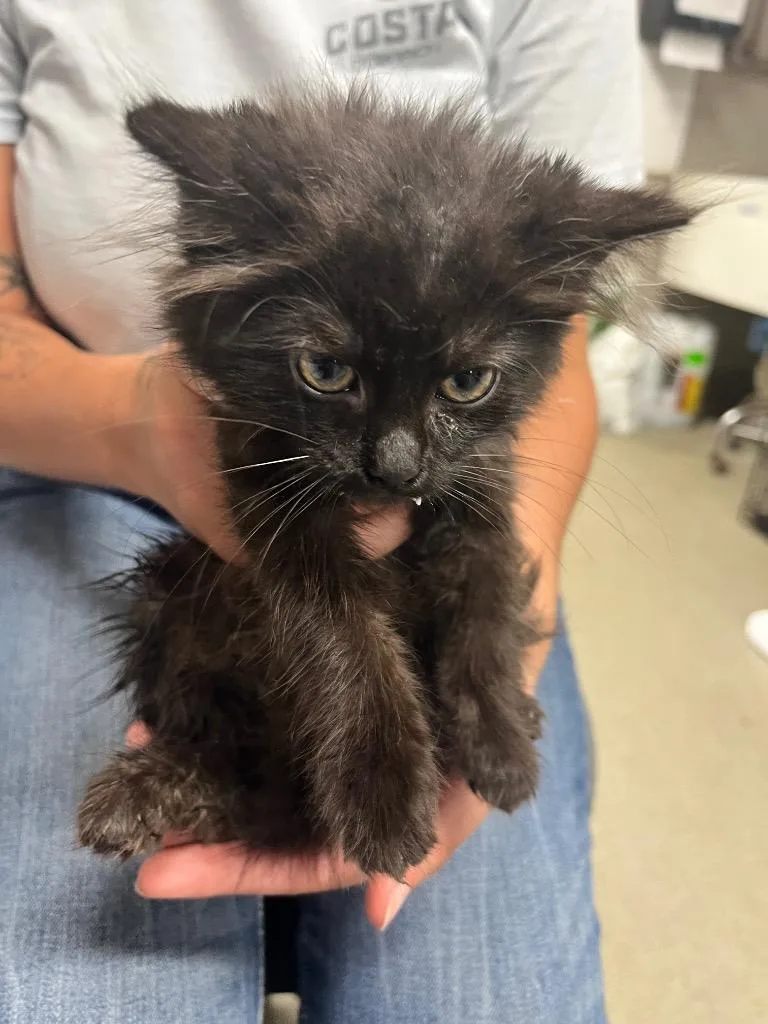 A baby small-sized female Domestic Short Hair cat named Midnight for adoption in Hopkinsville, KY