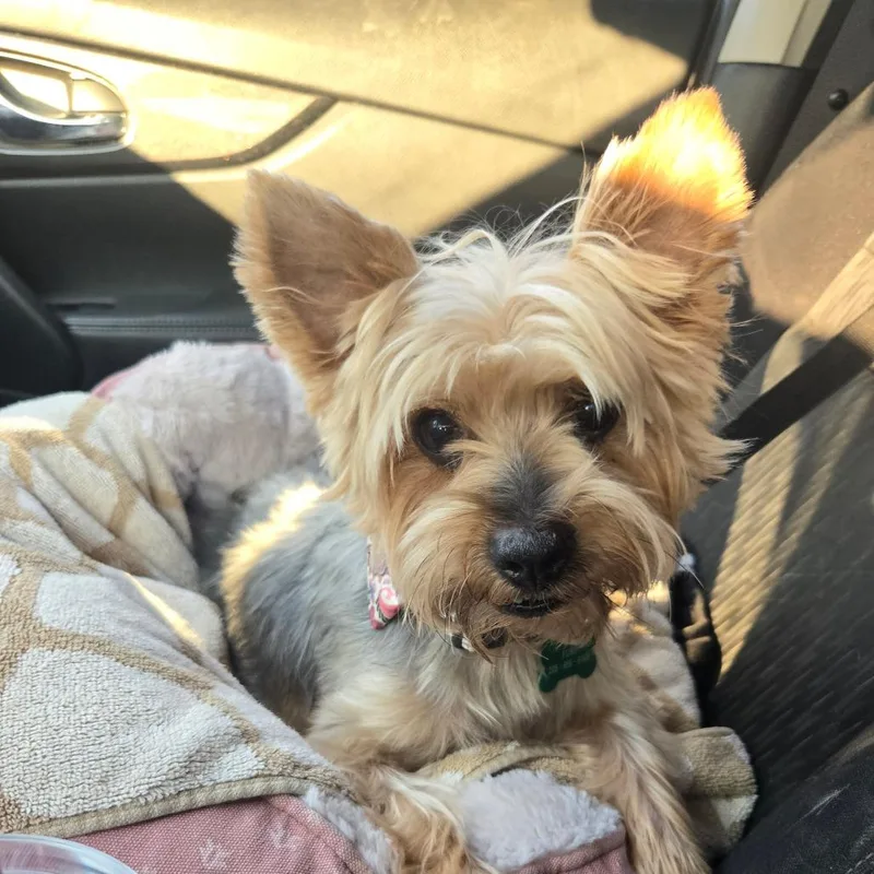 A senior small-sized male Yellow / Tan / Blond / Fawn Yorkshire Terrier dog named Shaggy for adoption in Bessemer, AL