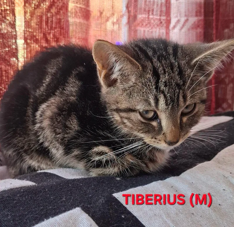Tiberius thumbnail 2