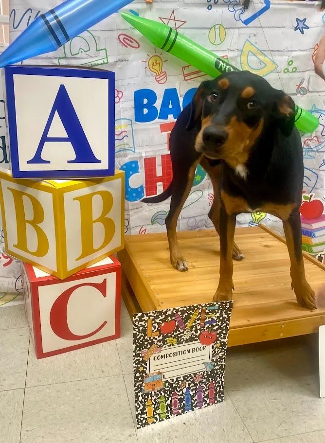 A young large-sized male Doberman Pinscher dog named Prince for adoption in Bryant, AR