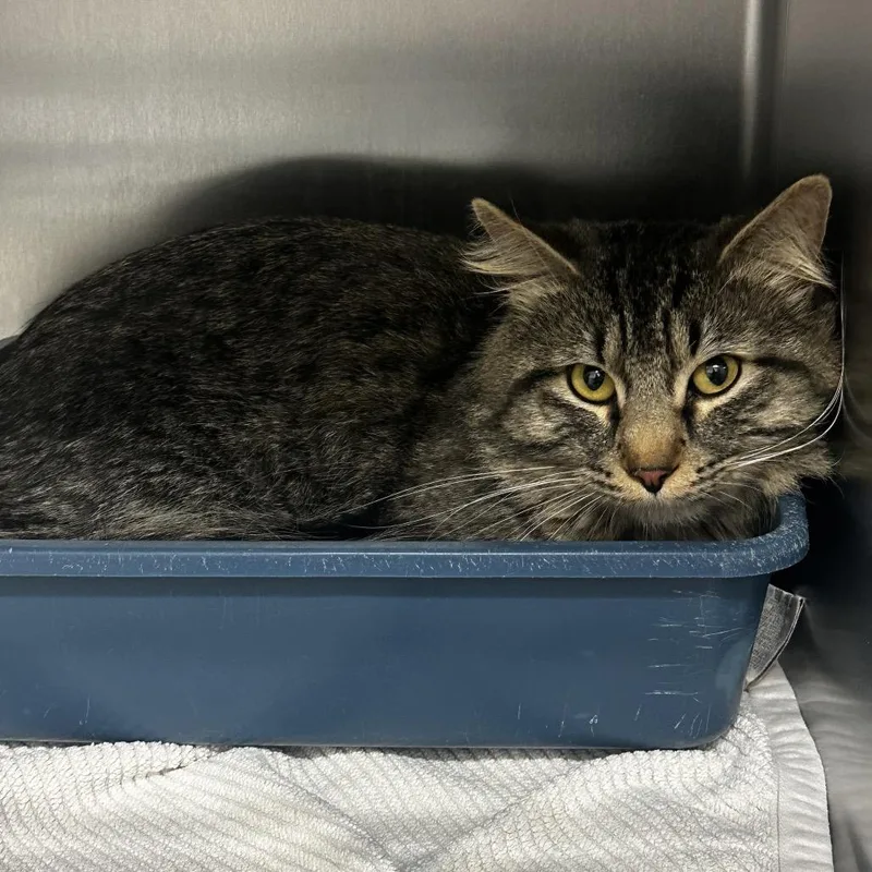 A young large-sized male Gray / Blue / Silver Domestic Short Hair cat named Simeon Aka "worm" for adoption in Warrensburg, MO