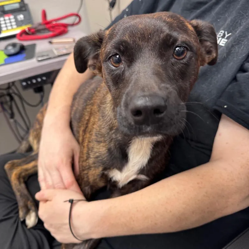 A young small-sized female Black Mixed Breed dog named Mj for adoption in Columbiana, AL