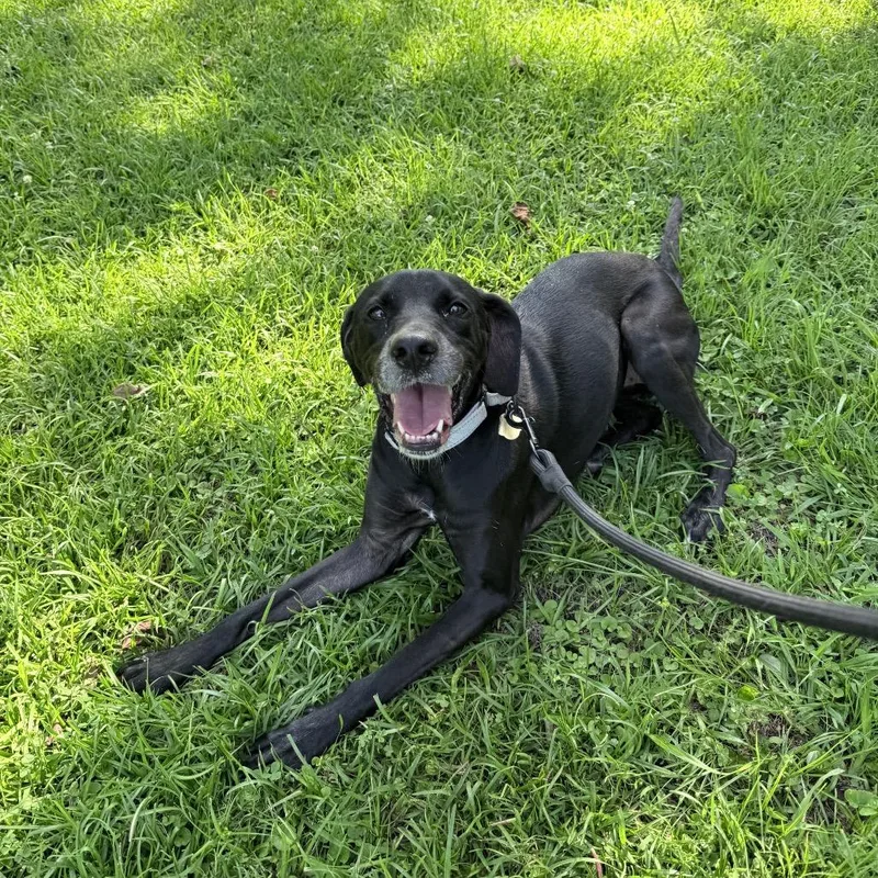 An adult medium-sized female Black Mixed Breed dog named Lala for adoption in Auburn, AL