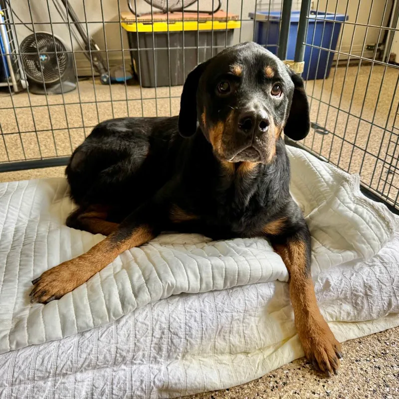 A senior small-sized female Black Rottweiler dog named Abby for adoption in Kerrville, TX