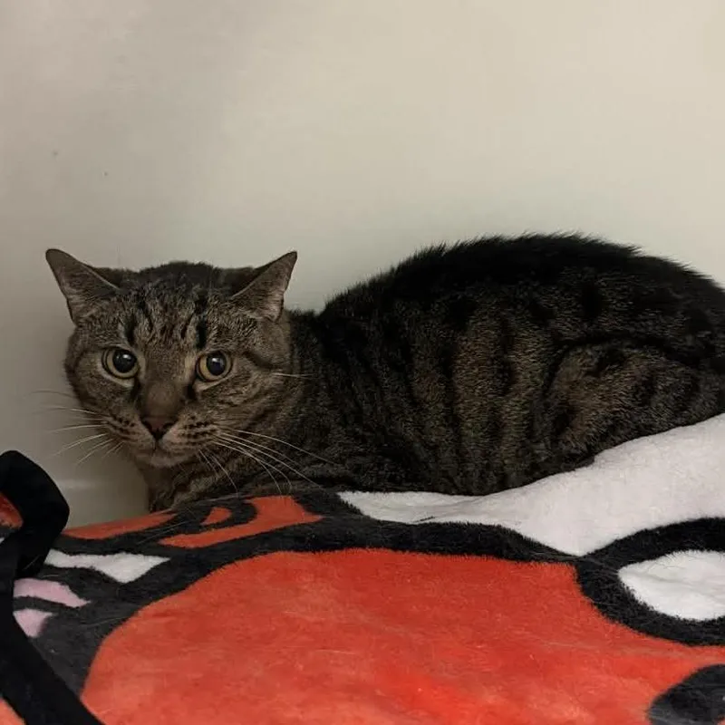 An adult small-sized male Gray / Blue / Silver Domestic Short Hair cat named Tigger for adoption in Caryville, TN