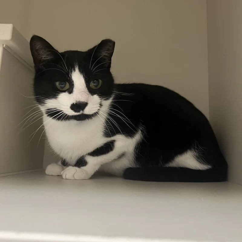An adult medium-sized male Black Domestic Short Hair cat named Cutie for adoption in Fairport, NY
