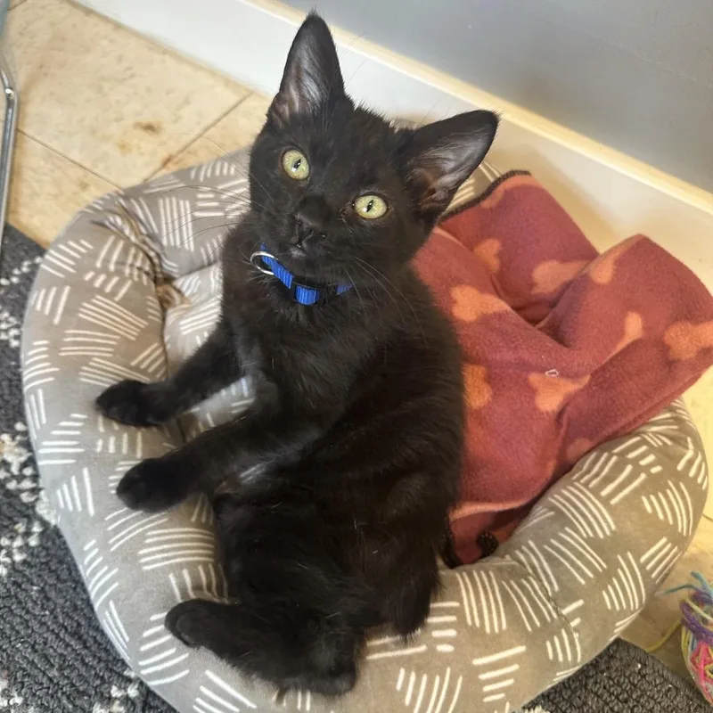 A baby small-sized male Black Domestic Short Hair cat named Tippy PL for adoption in Union, MO