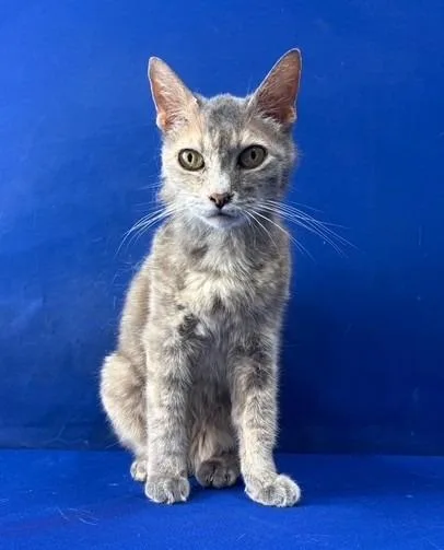 A young medium-sized female Domestic Short Hair cat named Jolene for adoption in Ruston, LA