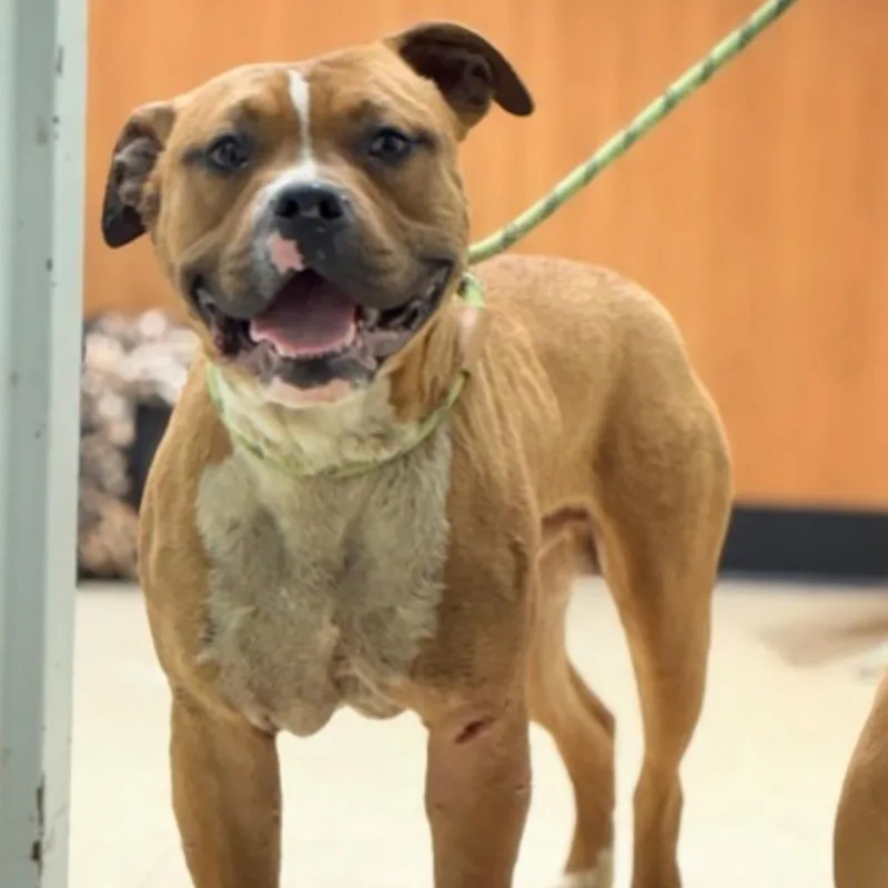 A young medium-sized male Brown / Chocolate Mixed Breed dog named Squib for adoption in Rocky Mount, VA