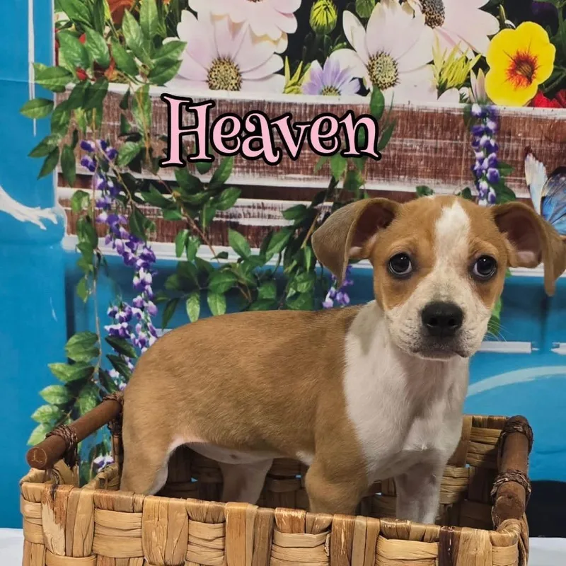 A baby small-sized female White / Cream Mixed Breed dog named Heaven for adoption in Joliet, IL