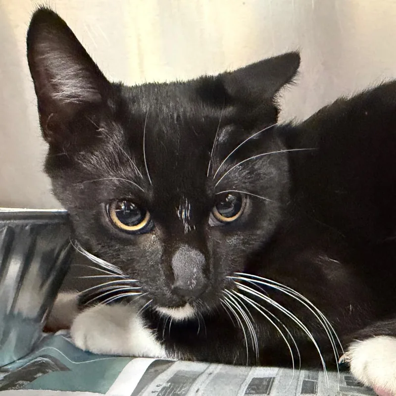A young small-sized female Black Domestic Short Hair cat named Eclipse for adoption in Milton, FL
