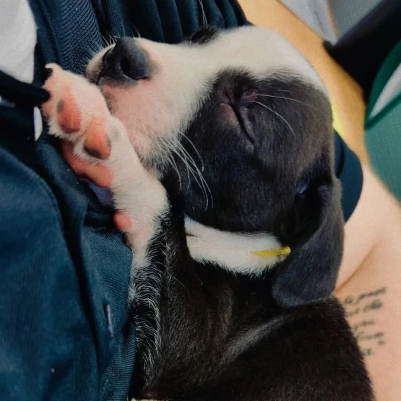A baby medium-sized female Black Bull Terrier dog named Penny for adoption in Allen, TX