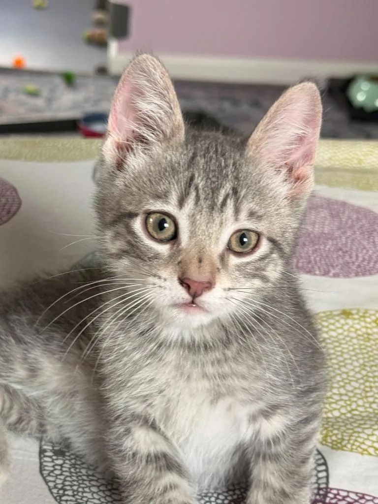 A baby medium-sized male Domestic Short Hair cat named Eddie for adoption in Minneapolis, MN