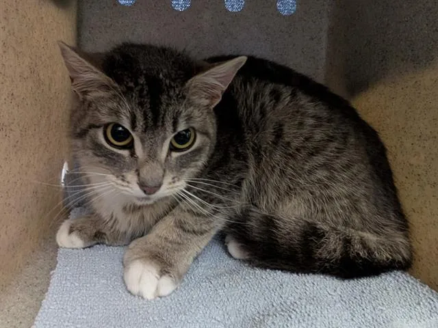 A young medium-sized female Domestic Short Hair cat named Breeze for adoption in Kent, WA