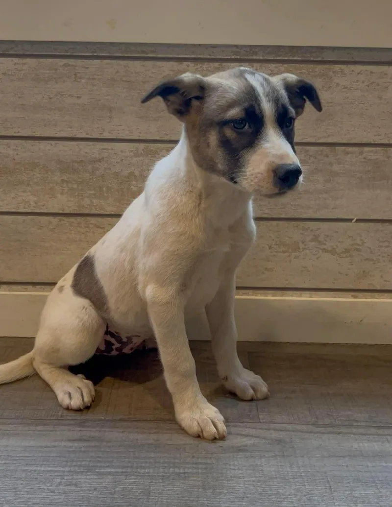 A baby large-sized female German Shepherd Dog dog named Kiwi for adoption in New Baltimore, MI