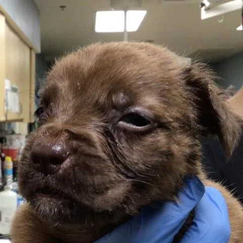 A baby small-sized male German Shepherd Dog dog named Nacho for adoption in Riverside, CA