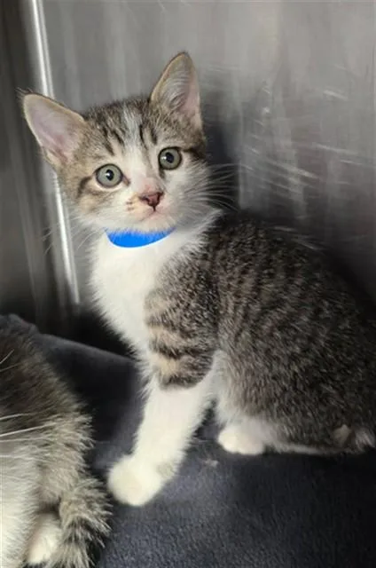 A baby small-sized male Domestic Medium Hair cat named Pascal for adoption in Rancho Cucamonga, CA