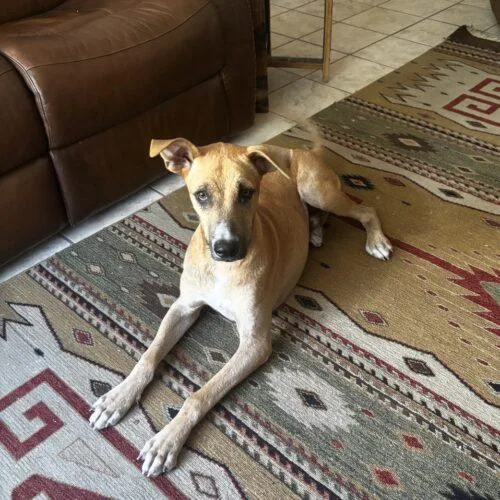 A young medium-sized male Yellow / Tan / Blond / Fawn Shepherd dog named Turbo Lonestar for adoption in Rockaway, NJ
