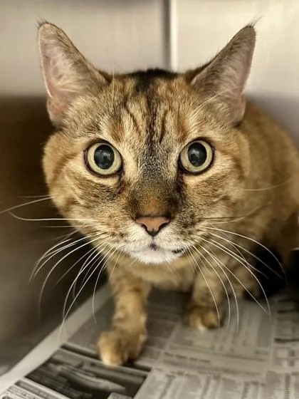A senior large-sized female Orange / Red Domestic Short Hair cat named Millie for adoption in Wichita, KS