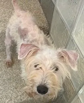 An adult medium-sized female Schnauzer dog named Bubblegum Bucks for adoption in Washington, DC