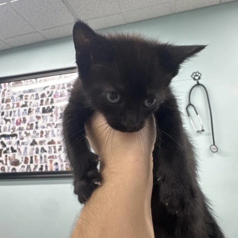 A baby small-sized male Black Domestic Short Hair cat named Moose for adoption in Hamburg, NY