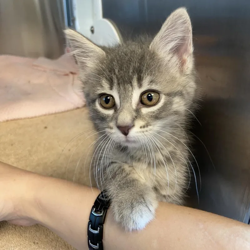 A baby small-sized female Gray / Blue / Silver Domestic Short Hair cat named Bacon for adoption in Washington Township, OH