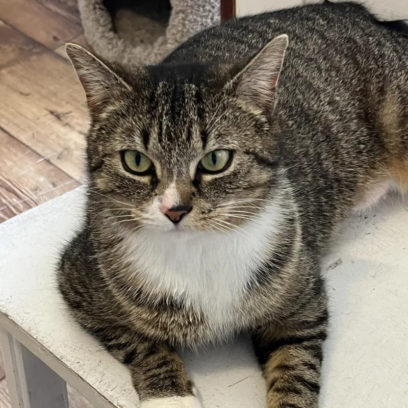 An adult large-sized female Brown / Chocolate Domestic Short Hair cat named Gladys for adoption in Calverton, NY