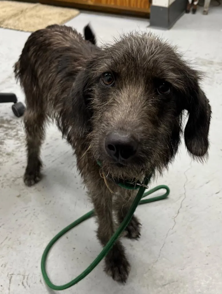 A young medium-sized female Labrador Retriever dog named Harper for adoption in North Vernon, IN