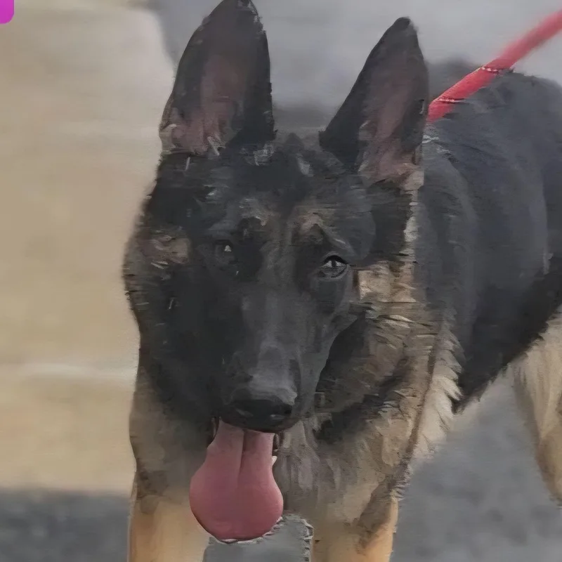 An adult medium-sized female German Shepherd Dog dog named Kipp for adoption in Ashland, OH