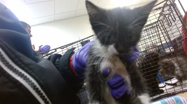 A baby small-sized female Domestic Medium Hair cat named Doll for adoption in Miami, FL