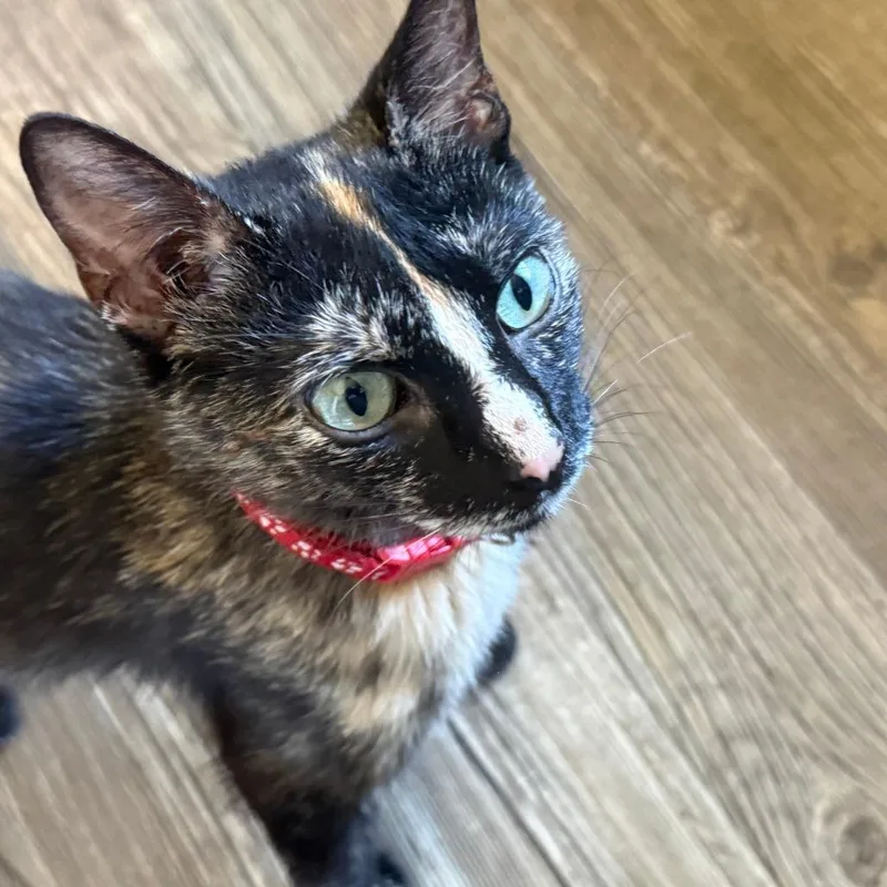 An adult small-sized female Tortoiseshell Domestic Short Hair cat named Found Goodhue MN for adoption in Rochester, MN