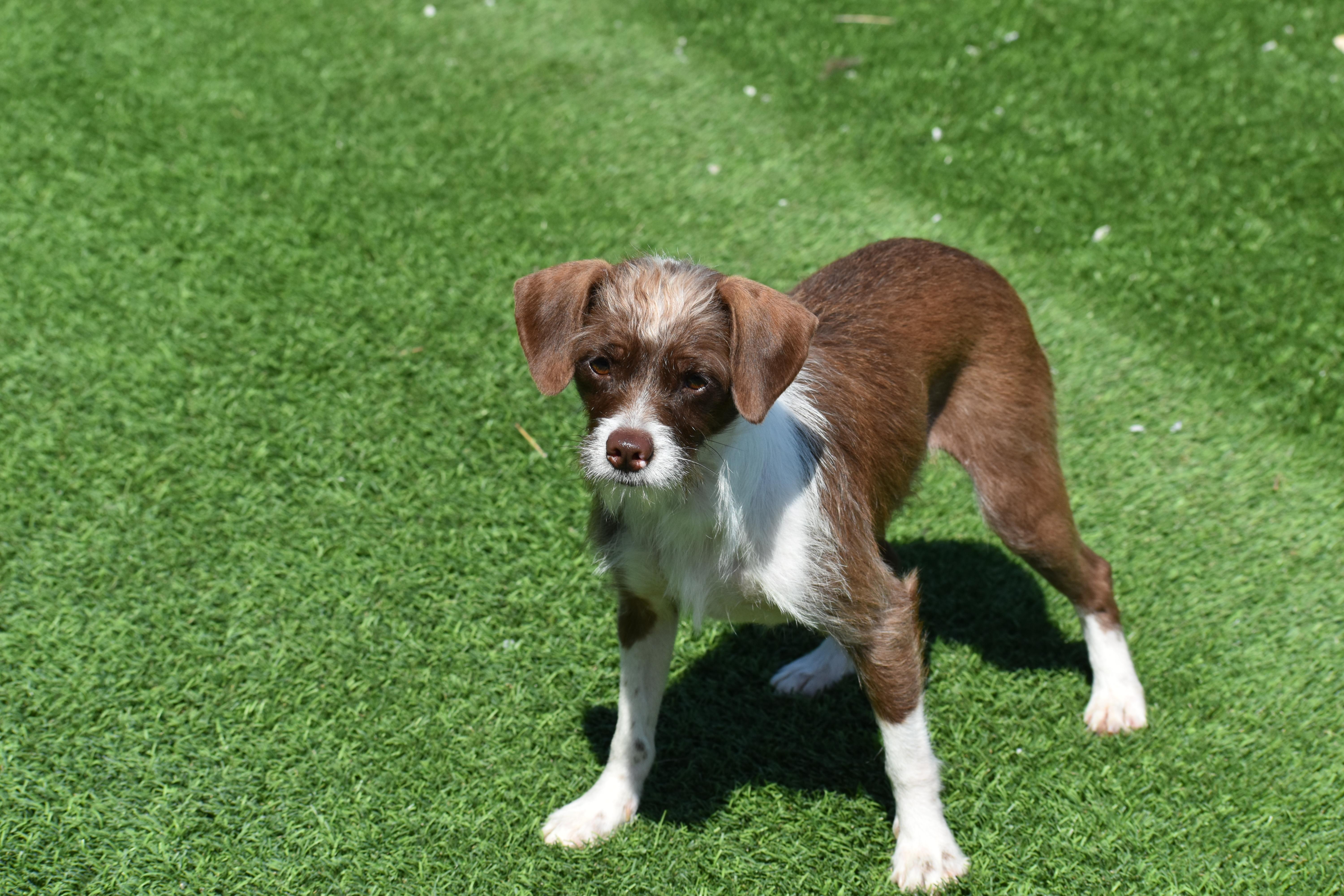 An adult small-sized female Terrier dog named Berlin for adoption in Auburn, NE