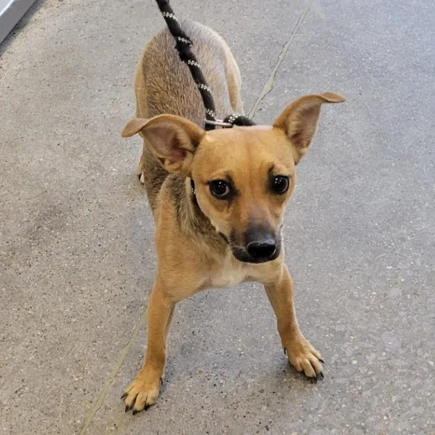 A young small-sized female Brown / Chocolate Mixed Breed dog named 108875 for adoption in Las Cruces, NM