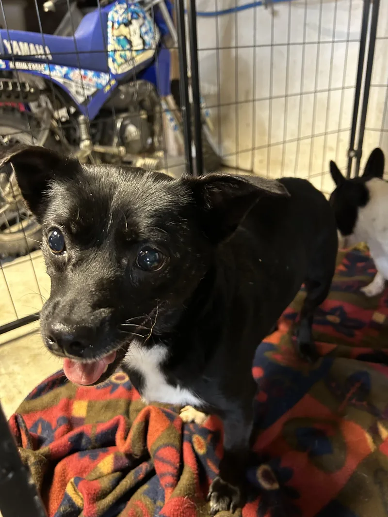 An adult medium-sized female Patterdale Terrier / Fell Terrier dog named Coco for adoption in Stahlstown, PA