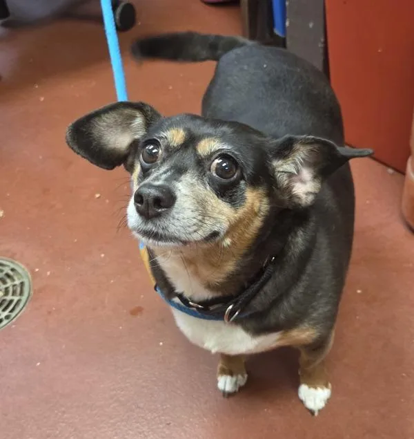 An adult medium-sized male Chiweenie dog named Tator for adoption in Salisbury, MD