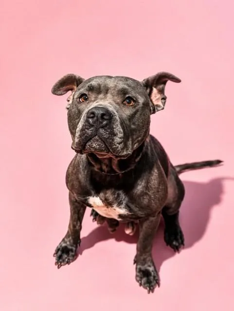 An adult medium-sized female Mixed Breed dog named Diglette for adoption in Jacksonville, FL