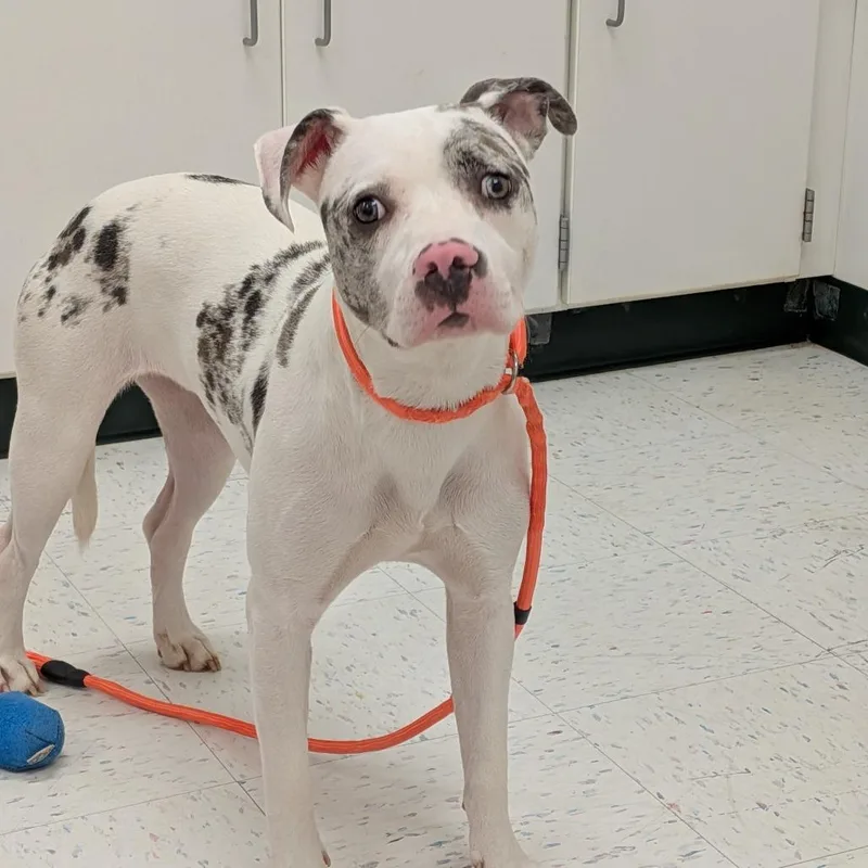 A young medium-sized female White / Cream Mixed Breed dog named Splash for adoption in Rocky Mount, VA