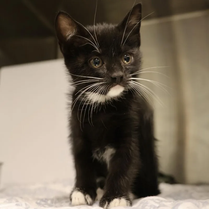 A baby small-sized female Black Domestic Short Hair cat named Truffle for adoption in Briarcliff Manor, NY