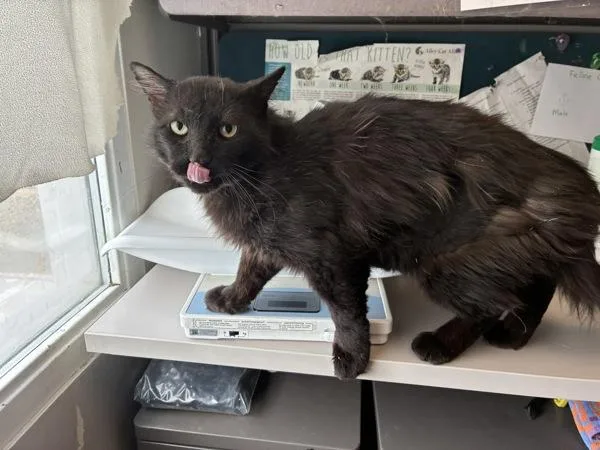 An adult medium-sized male Domestic Short Hair cat named Prospector Hawke for adoption in Salt Lake City, UT
