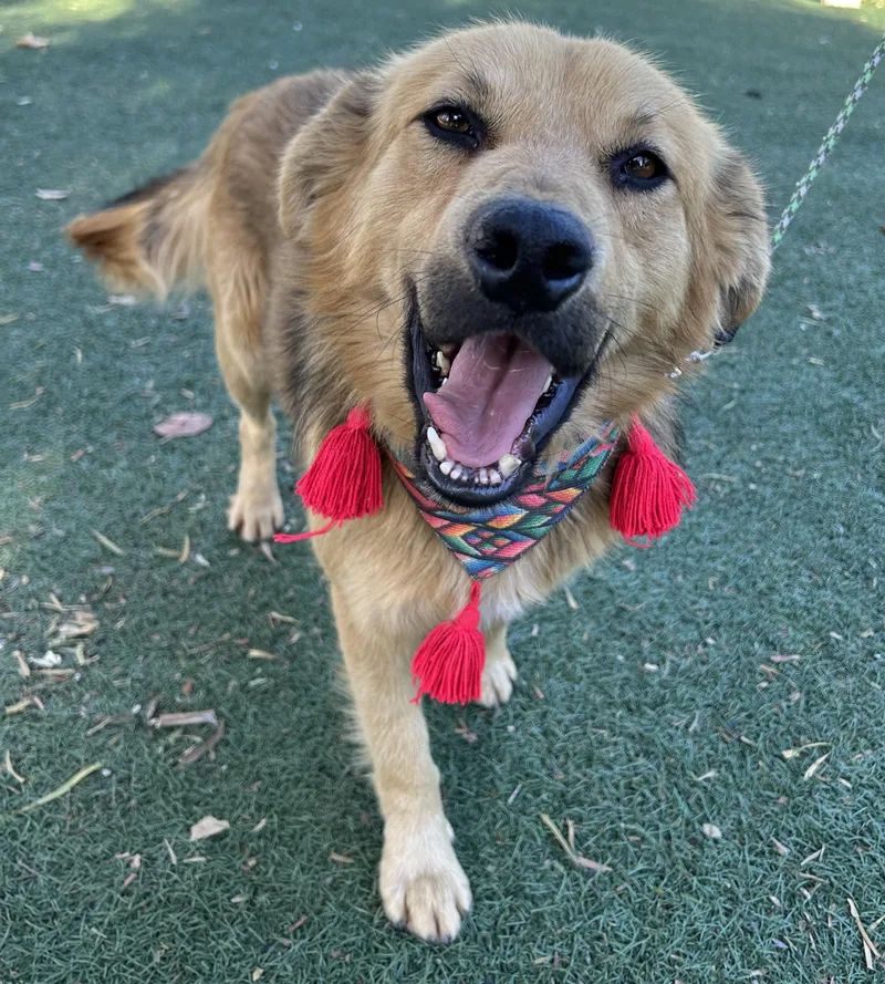 A young medium-sized male Golden Golden Retriever dog named Noah for adoption in Bell Gardens, CA