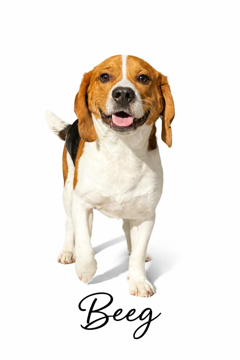 A young medium-sized male Tricolor (Brown, Black, & White) Beagle dog named Beeg for adoption in SYLVANIA, GA