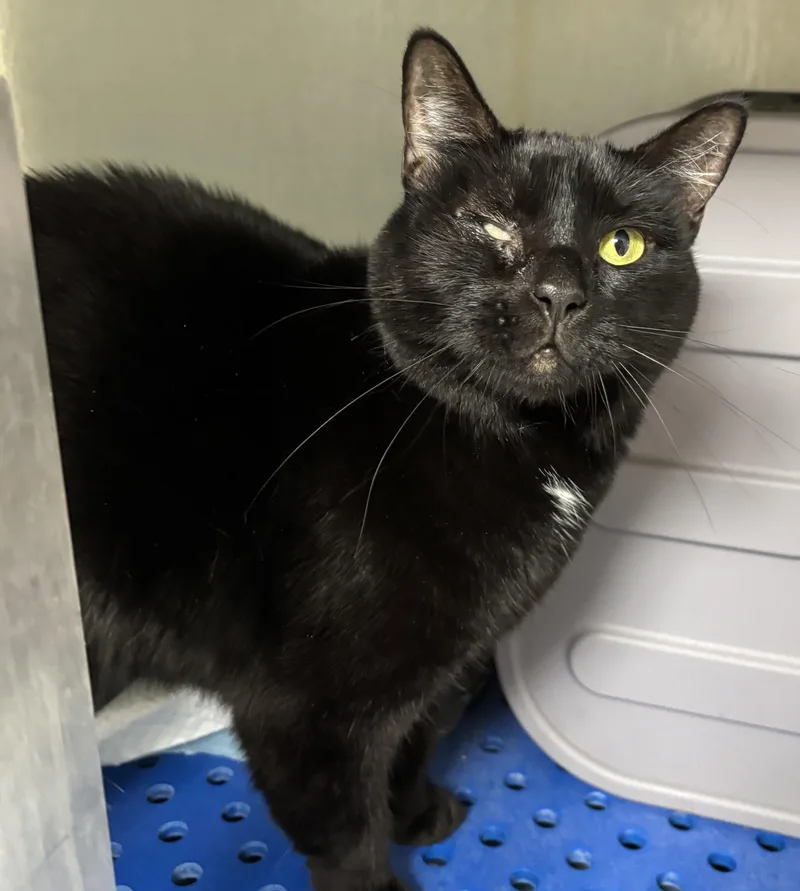 An adult medium-sized female Domestic Short Hair cat named Mystique for adoption in Danville, IN
