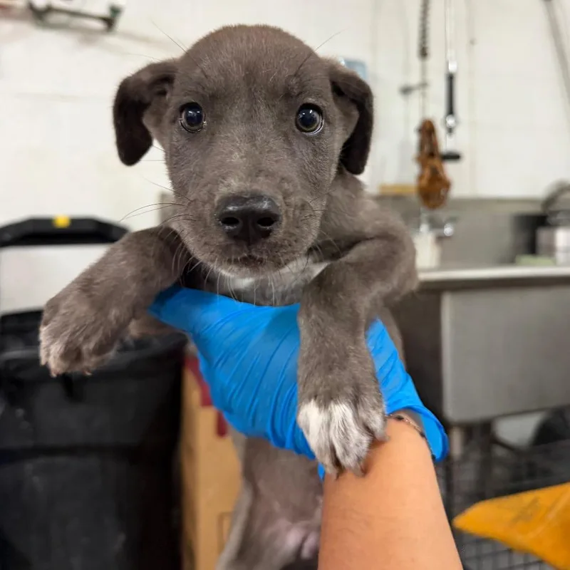 A baby large-sized female Gray / Blue / Silver Great Dane dog named Karen for adoption in Edinburg, TX