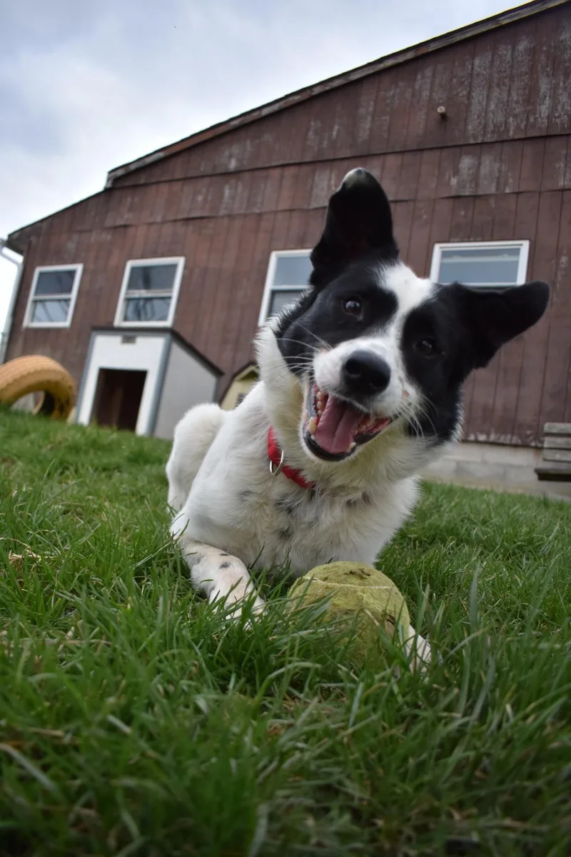 An adult medium-sized male White / Cream Border Collie dog named Cooper for adoption in Altoona, PA