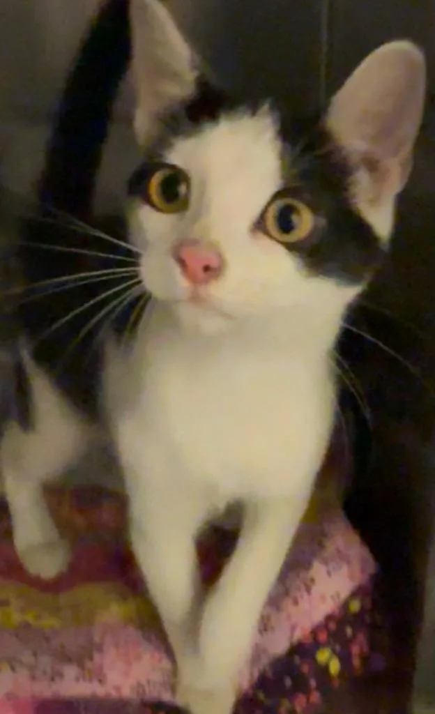 A baby small-sized female Domestic Short Hair cat named Porshia for adoption in Elizabethton, TN
