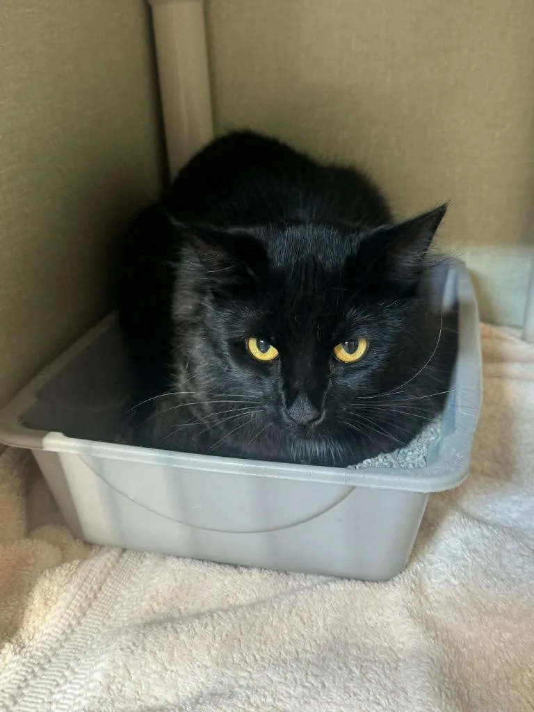 A young medium-sized male Domestic Short Hair cat named Ghost for adoption in Marion, OH