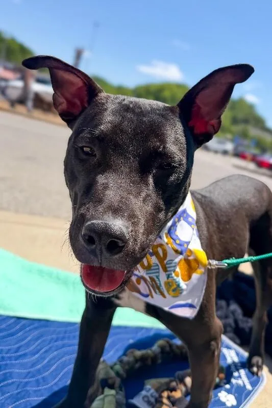 An adult medium-sized male Black Mixed Breed dog named Nacho Chz Fries for adoption in Cincinnati, OH