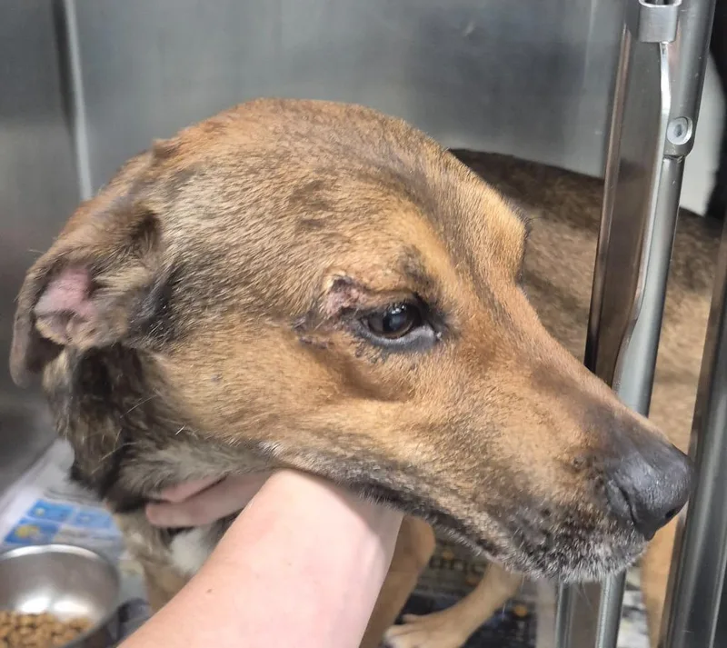 An adult medium-sized male Hound dog named Bo for adoption in Findlay, OH